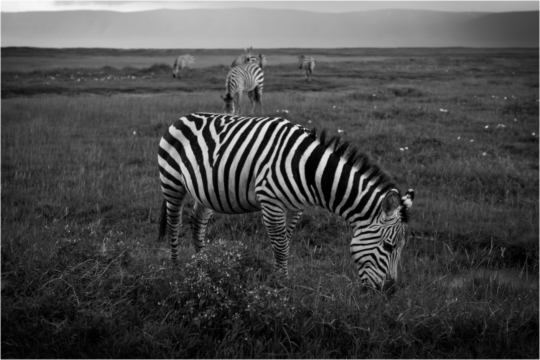 Main image Striped II